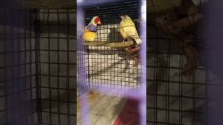 Gouldian Finch Singing And Dancing youtubeshorts viralshorts gouldianfinch [upl. by Rogers569]