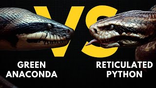 GREEN ANACONDA VS RETICULATED PYTHON [upl. by Monte]