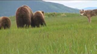 Wolf and Grizzly Wolf stalks and teases grizzly sow and cubs Katmai Alaska [upl. by Atteuqahc]