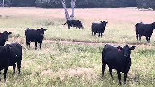 Fall Calving Cows [upl. by Niknar802]