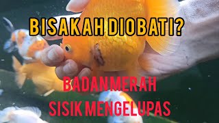 MENGOBATI SISIK IKAN KOKI YANG MENGELUPAS  INROFLOXS25 [upl. by Ayikur]