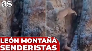 El VÍDEO del LEÓN de MONTAÑA que SALTA en la CABEZA de dos SENDERISTAS la IMAGEN ESTREMECE [upl. by Susann]