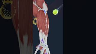 ⛳ Golfer Elbow  usmle Review [upl. by Adis]