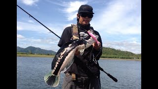 Big Bait Fishing Thailand  Giant snakehead vs Gan Craft Jointed Claw 178 [upl. by Leoline]