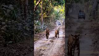 Powerful tiger pair from Pilibhit Tiger Reserve S3 and Naina tiger bigcats pilibhittigerreserve [upl. by Davie834]