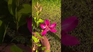 Beautiful Pink Kanchan  KALPATARU Kanchan Flower Plant Bauhinia Plant Live Plant [upl. by Dibb]