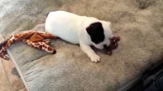 French Bulldog puppy barking at his bone [upl. by Linson]