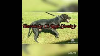 quotGr Ch Rock Steady jrquotgreat bred gamedog down for Halls stock apbtgamedogs [upl. by Nohsad]