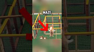 Smart Puppy Beats Maze 😱 [upl. by Yenruogis]