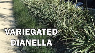 WYEENA® Dianella is a variegated clean foliage Dianella  Ozbreed Strappy Leaf Plants Range [upl. by Nnayelsel901]