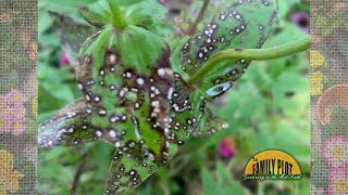 What is this on my zinnia leaves [upl. by Ulrike]