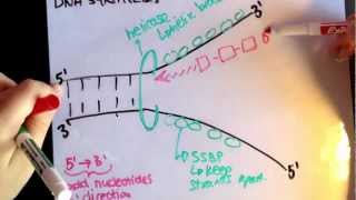 Leading strand vs lagging strand [upl. by Oluas884]