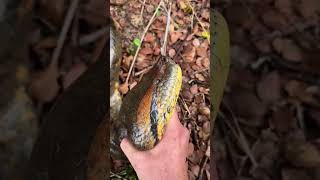 Linjao ama phaare snake manipuris explore babyhorse incrediblemanipur nature manipur [upl. by Eralc]