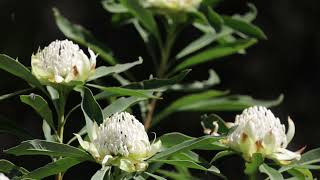 bees pollinating waratahs 05x [upl. by Aikimat]