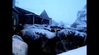 milking cows in the snow [upl. by Idihc]