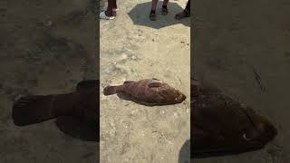 Hamour fish at Vizhinjam Harbour 🐟 harbour hamour fish fishing kerala india [upl. by Kreegar]