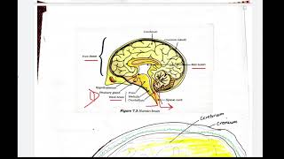 class 10 central nervous system [upl. by Paulita]