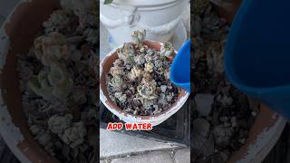 Took 7 days to recover🪴succulentgarden garden succulents youtubeshorts foryou gardening [upl. by Malchus457]