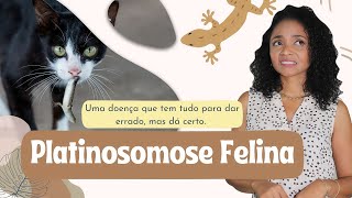 PLATINOSOMOSE FELINA No lugar certo na hora certa [upl. by Okoyk]