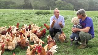 Visit the Farm  Windout Farm Chickens [upl. by Mcgean]