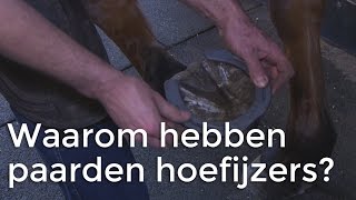 Waarom hebben paarden hoefijzers  Vragen van Kinderen [upl. by Oznerol]