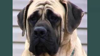 Mastiff Dogs  Lovely Pics Of Dog Breed Mastiff Dogs [upl. by Chae]