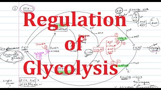 5 Glycolysis Regulation  Explained Simply  Hexokinase Phosphofructokinase PFK Pyruvate Kinase [upl. by Neirod]