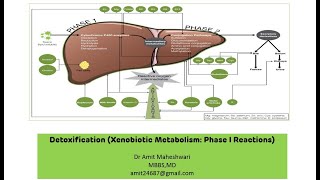 Xenobiotic Metabolism  Detoxification  Phase I Reactions  Biochemistry  Part 01 [upl. by Hallette118]