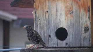 Birdgarden Il nido dello Storno [upl. by Anyah]