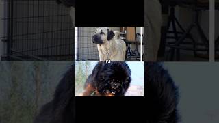 kangal vs tibetan mastiff [upl. by Lerej]