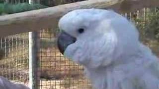 Cockatoo from FFF singing On Top of Old Smoky and Alouette [upl. by Raskin384]