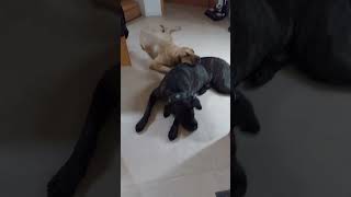 Cane Corso Malou und Broholmer Ary lieben Kontaktliegen broholmer canecorso [upl. by Oiciruam]