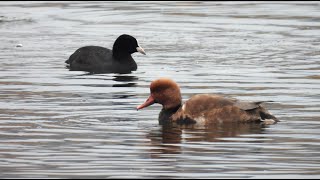 Redcrested pochard diving with coot [upl. by Kcirddor]