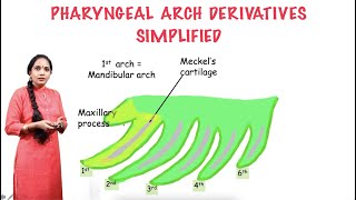 Derivatives of Pharyngeal arches [upl. by Puglia]