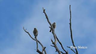 Wildlife in the Bitterroot Valley Montana [upl. by Acus]