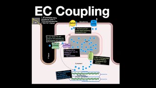 ExcitationContraction Coupling in Heart muscle cells anatomy physiology heart calcium [upl. by Odarnoc]