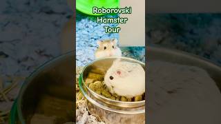 Roborovski Hamster Tourhamsters [upl. by Doughman171]