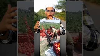 Tamatar Ki Kheti Kaise Hoti Hai 😳  respect tomatoBoy shortsvideo [upl. by Kenwee]