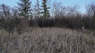 DEER Uncut No Edits Wascana Habitat Conservation Area Searching For Deer flywithneo 10 of 10 [upl. by Eintihw]