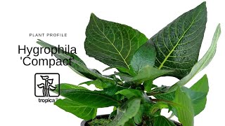 Hygrophila Compact [upl. by Nagad]