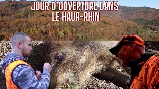 Journée douverture en Alsace  des battues animées sangliers cerfchevreuilsWildboar hunting [upl. by Adine]