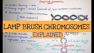 Lampbrush chromosomes  Giant chromosomes  By Phanindra guptha [upl. by Notsle]