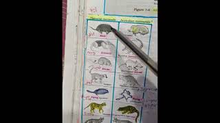 placentation mammal and australian mammal trick [upl. by Uhthna]