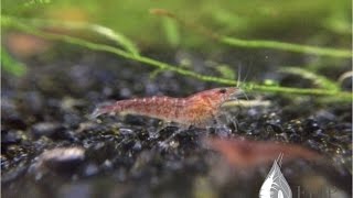 How to Breed Cherry Shrimp  Shrimp Saturday [upl. by Lucretia]