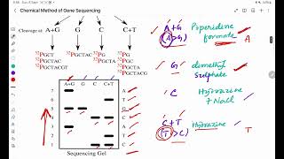 Chemical Method of DNA Sequencing [upl. by Yaron702]