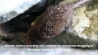 Mink Kills Cormorant HD [upl. by Fara]