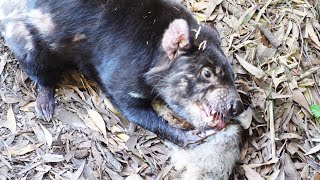 Zoes Wild Encounter with a Hungry Tasmanian Devil [upl. by Lednam]