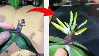 Orchids will grow a lot of roots with this method you may not know [upl. by Acacia]