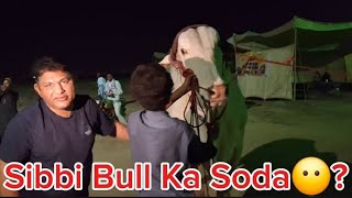 Sibbi Bull ka Soda  Shoqeno Keh Liye Shoq [upl. by Jenne]