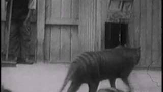 Historical thylacine Tasmanian Tiger film 2  Beaumaris Zoo Hobart 1928 [upl. by Josephine428]